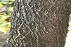 Callistemon viminalis